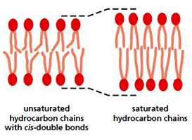 Influence of cis double bond in phospholipid- Unsaturated fatty acids with cis bond form kink in the tail of hydrocarbon, which make them difficult to package itself in gel-like structure in  bilayer as compared to saturated fatty acid