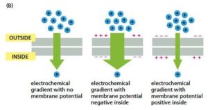 Electrochemical Gradient