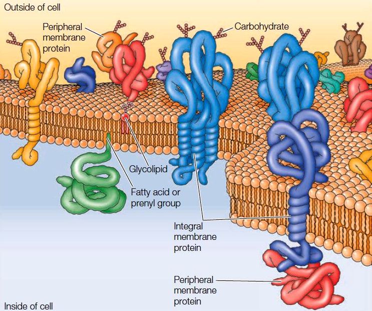 Membrane Structure, Its Related Proteins and Hydropathy Plot