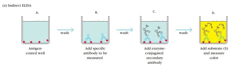 Schematic Presentation Of Basic Types Of Elisa Enzyme