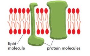 Protein molecules embedded within lipid bilaye
