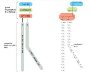 Schematic representation of parts of phosphoglycerides- e.g.,  phosphocholine which contains polar head group and nonpolar hydrophobic tails.