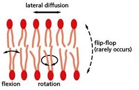 Different motions of lipids in the bilayer