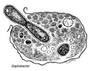 Dabtobacter