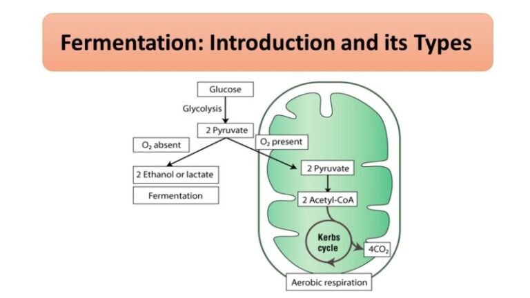 Fermentation: Introduction and its Types