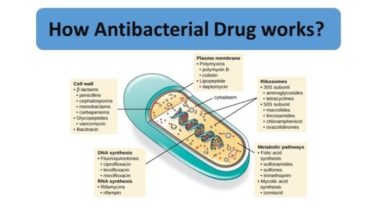 How Antibacterial Drug works?