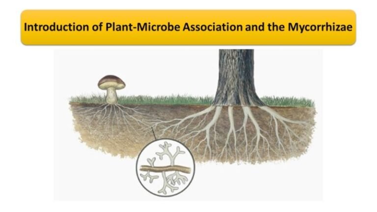 Introduction of Plant-Microbe Association and the Mycorrhizae