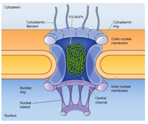 Structure of Nuclear Pore complex