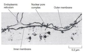 Nuclear membranes