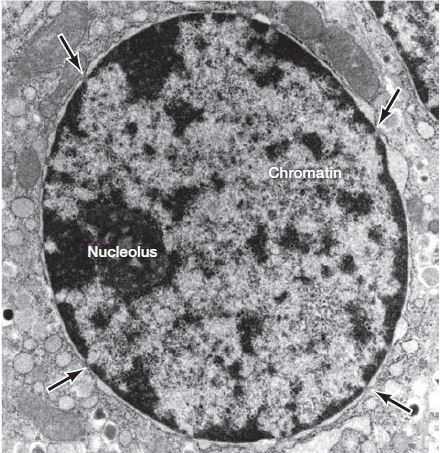 The Nucleus-Detailed Structure and Functions - Microbiology Notes