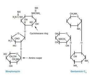 Streptomycin and Gentamicin