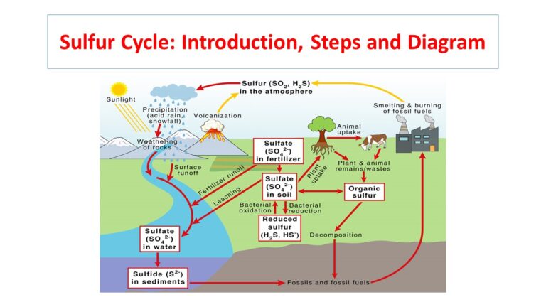 Sulfur Cycle: Introduction, Steps and Diagram