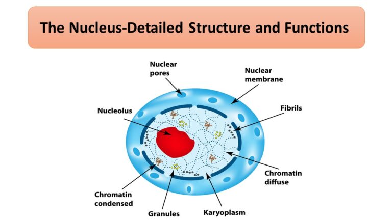The Nucleus-Detailed Structure and Functions
