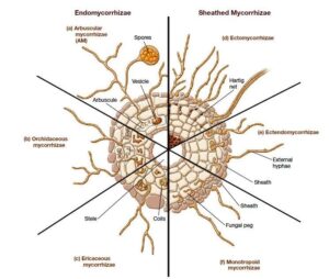 Different types of the mycorrhizal associations