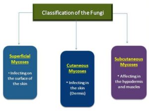 Classification of the Fungal Disease on the basis of the infection site