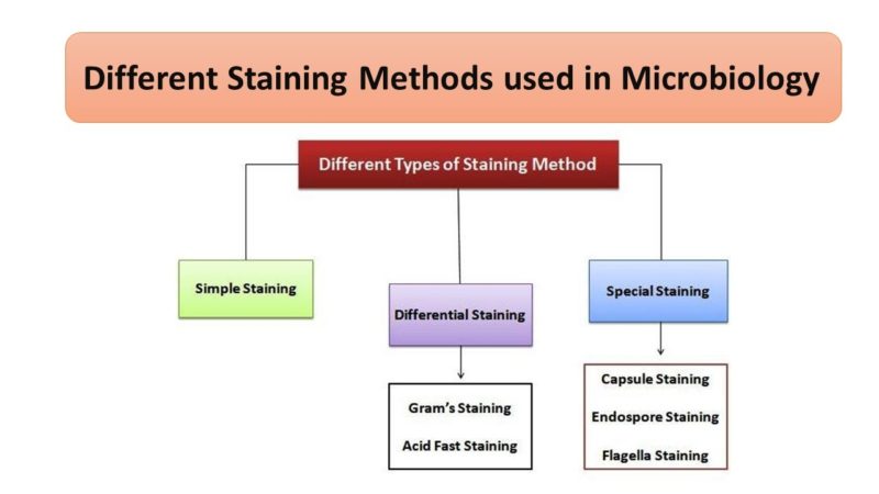 Different Staining Methods Used In Microbiology Microbiology Notes