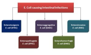 E.Coli pathogenic strain causing intestinal infections 