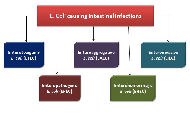 E.coli-Epidemiology, Pathogenesis And Treatment - Microbiology Notes