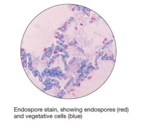 Endospore Staining