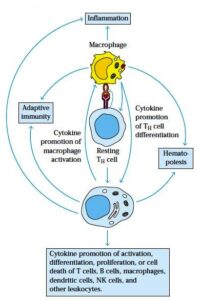 Overview of the function of cytokine which induces several biological functions