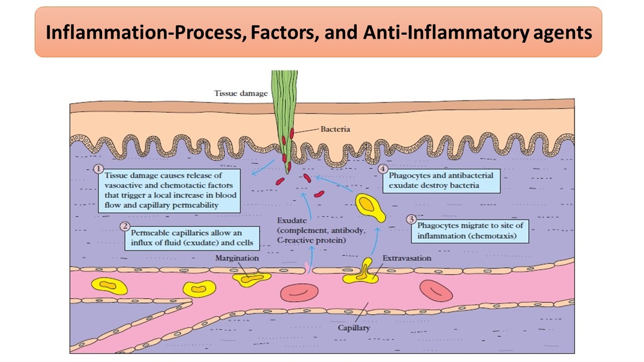 inflammatory response steps
