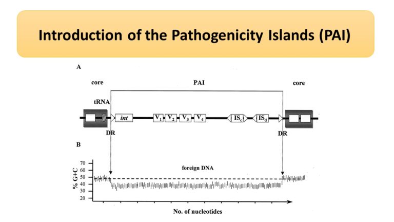 Introduction of the Pathogenicity Islands (PAI)