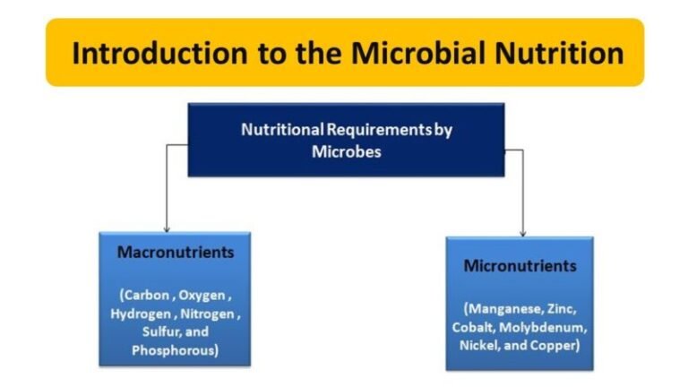 Introduction to the Microbial Nutrition