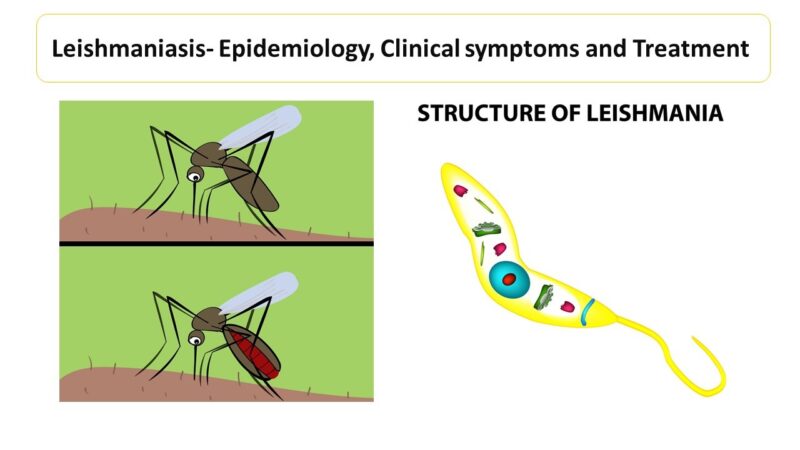 Leishmaniasis- Epidemiology, Clinical Symptoms And Treatment