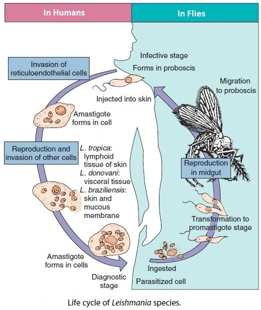 Leishmaniasis- Epidemiology, Clinical symptoms and Treatment