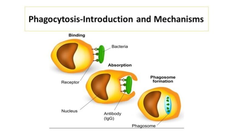 Phagocytosis-Introduction and Mechanisms