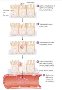 Pathogenesis of Salmonella