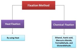 Types of Fixation Methods