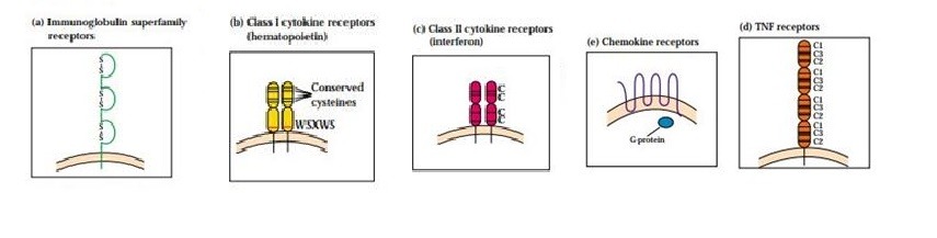 Cytokines-Introduction, Properties, And Functions