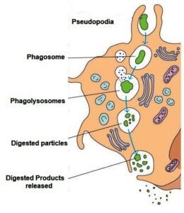 Schematic Representation of the Phagocytosis