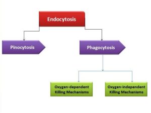 Phagocytosis is a type of endocytosis, 
