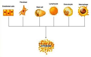 Different cell types producing cytokines