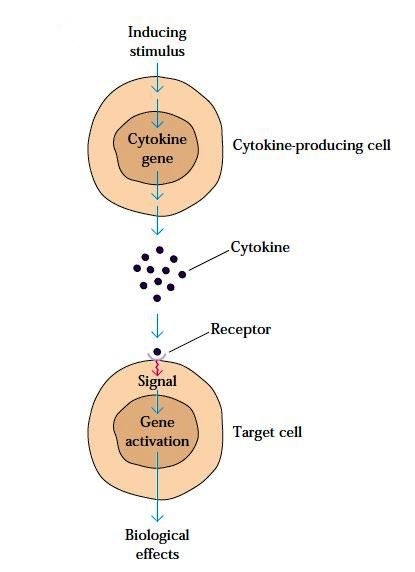 Cytokines-Introduction, Properties, And Functions