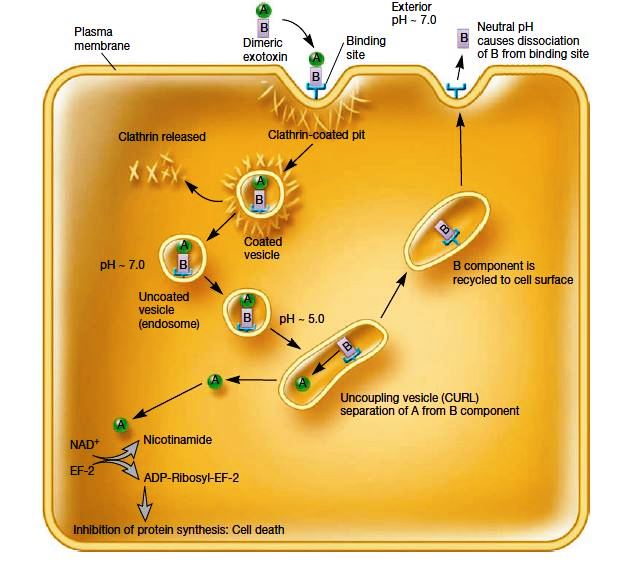 Toxins-Introduction, Types and Mechanisms - Microbiology Notes