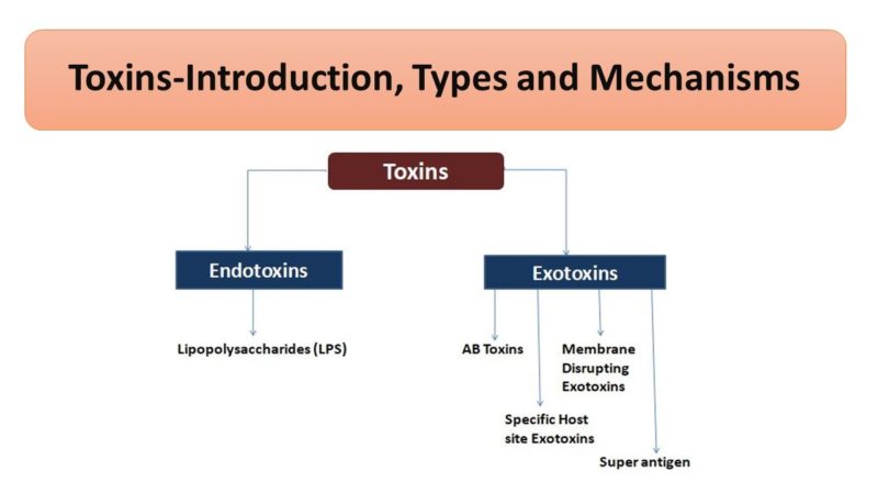 Toxins Introduction Types And Mechanisms Microbiology Notes