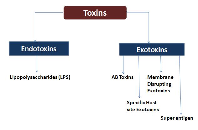 Toxins-Introduction, Types and Mechanisms - Microbiology Notes