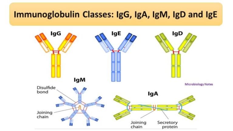 Immunoglobulin Classes: IgG, IgA, IgM, IgD and IgE