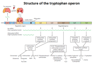 Structure of the tryptophan operon