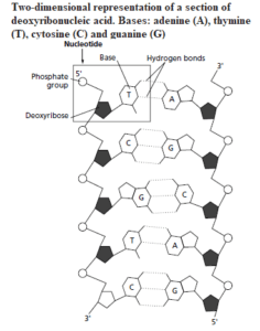 Two-dimensional representation of a section of deoxyribonucleic acid. Bases: adenine (A), thymine (T), cytosine (C) and guanine (G).