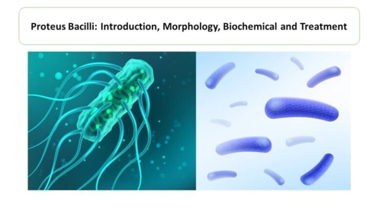 Proteus Bacilli: Introduction, Morphology, Biochemical and Treatment