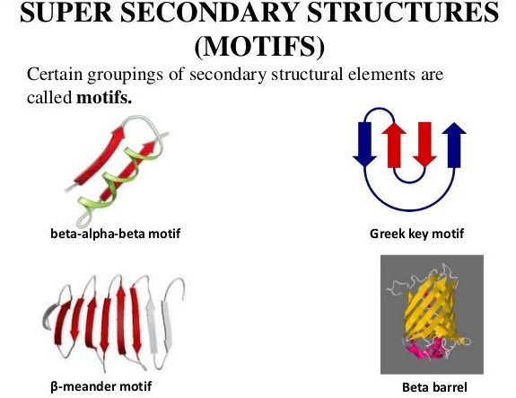 Super secondary structures of proteins or Motif - Microbiology Notes