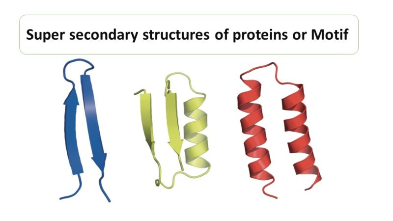 Super Secondary Structures Of Proteins Or Motif Microbiology Notes