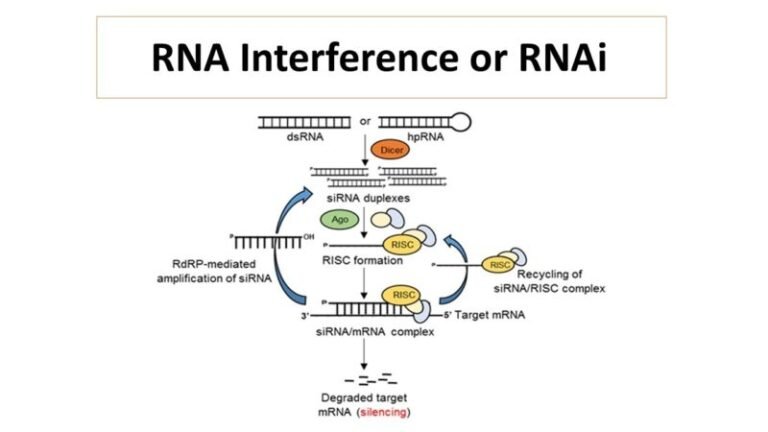RNA Interference or RNAi