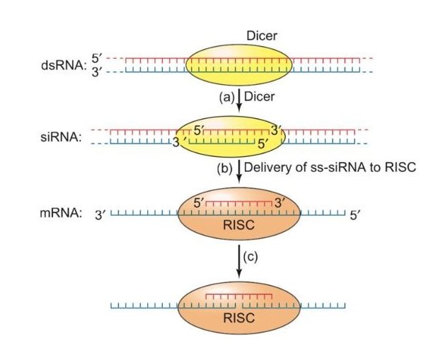 RNA Interference or RNAi - Microbiology Notes