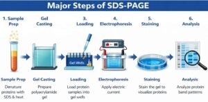 Steps of SDS page