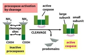 Activation of caspase